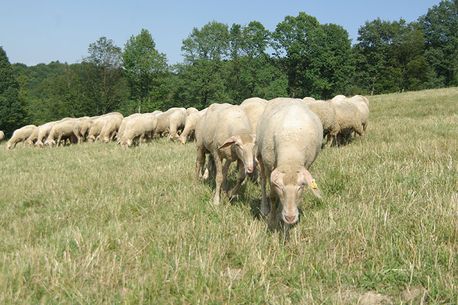 Schafe auf der Weide